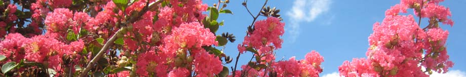 My Harlingen News Rotating Header Image